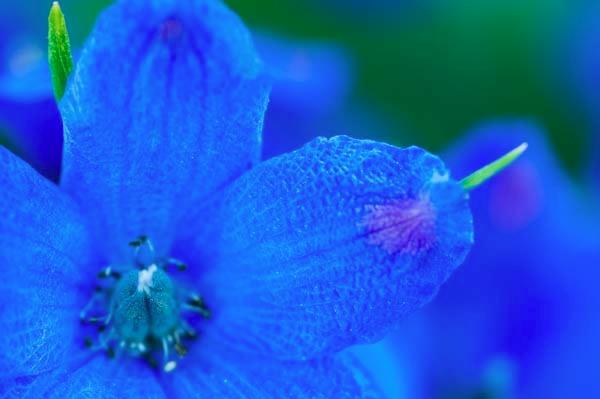 Blue-and-Green.jpg