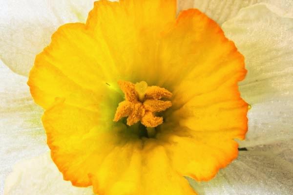 Daffadil-Flourescence.jpg