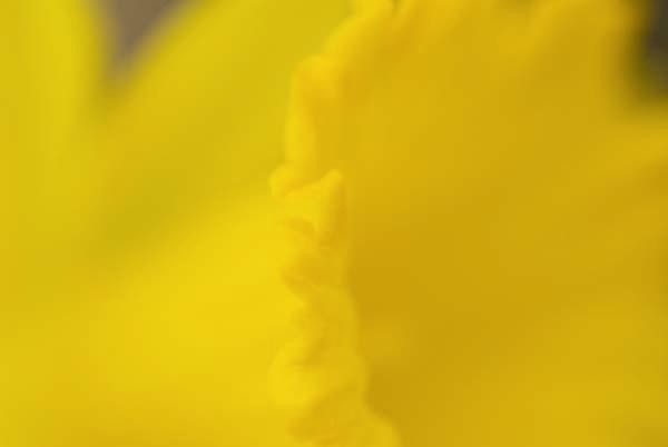 Daffodil-Herald.jpg