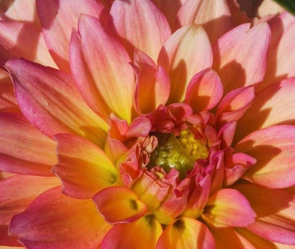 Dahlia-Lama.jpg
