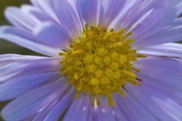 Daisy-Mae.jpg