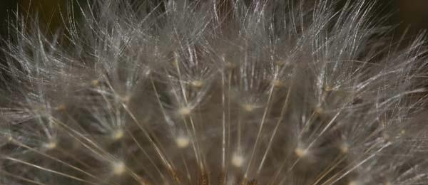 Dandelion-Panorama.jpg