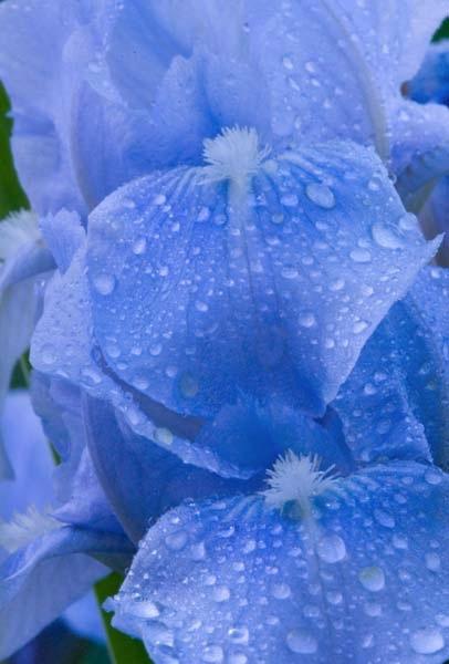 Double-Iris-Drops.jpg