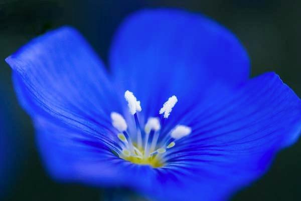 Electric-Blue.jpg