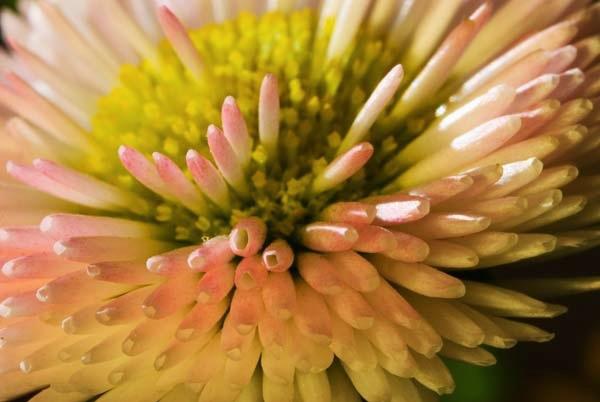 English-Daisy.jpg