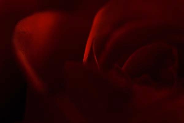 Glowing-Rose.jpg