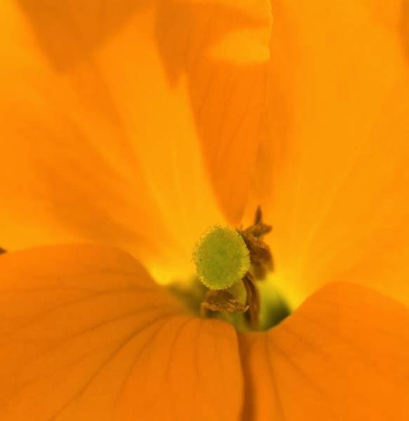 Orange-Dream.jpg