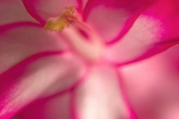 Pink-Panther.jpg