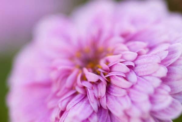Pink-Parasol.jpg