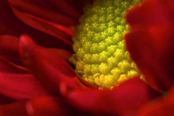 Star-Flower.jpg