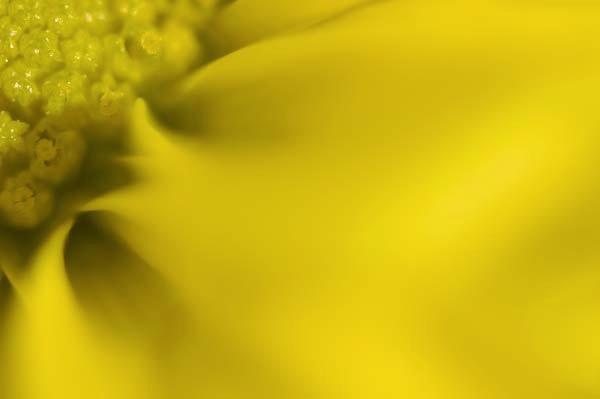 Tunnel-o-Daisy.jpg