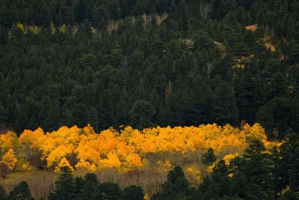 Aspen-Grove.jpg