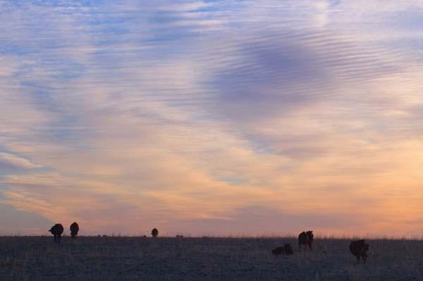 Early-Morning-Cattle-Call.jpg