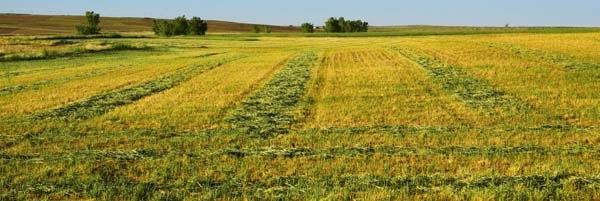 Freshly-cut-Hay.jpg