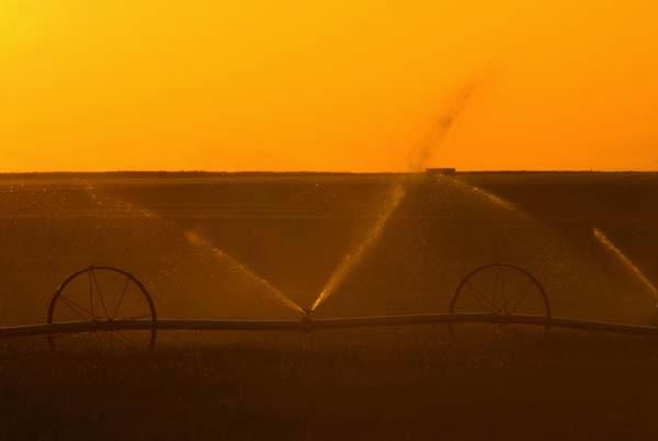 Irrigation-Sunrise.jpg