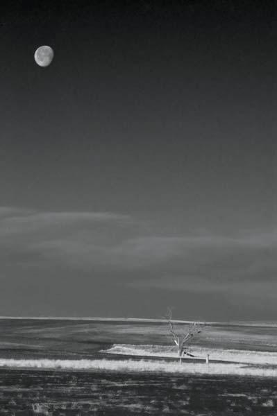 Moon-over-dead_tree.jpg