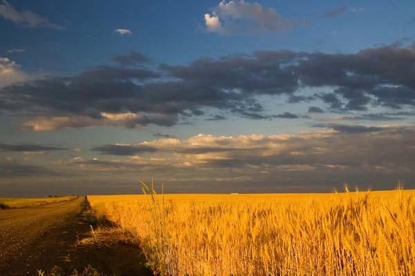 Wheat-Field-Dirt-Road.jpg