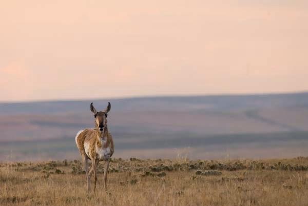 Antelope-amidst-the-cactus.jpg