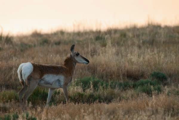 Antelope-in-Morning-Light.jpg