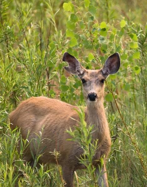 Deer-in-Creek-bottom.jpg
