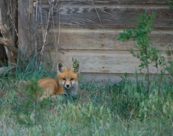 Foxy-Lady.jpg