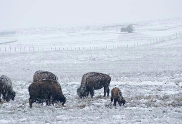 Frosty-Buffalo.jpg