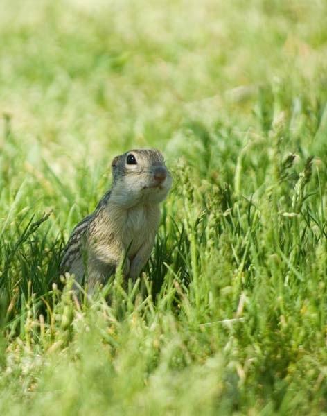 Ground-Squirrel-Peek-a-boo.jpg