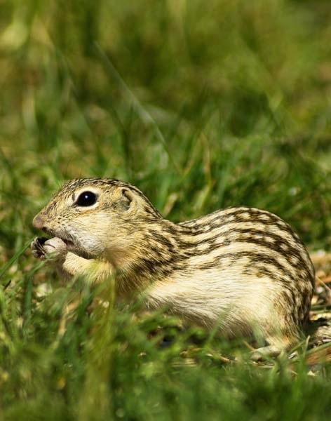 Ground-Squirrel.jpg