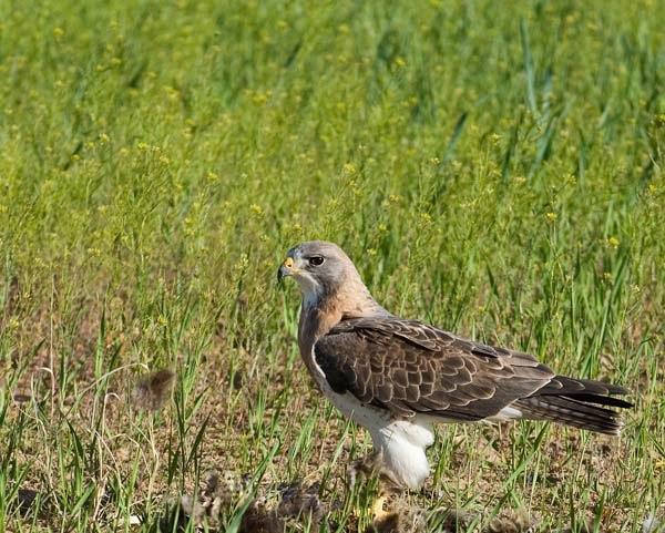 Hawk.jpg