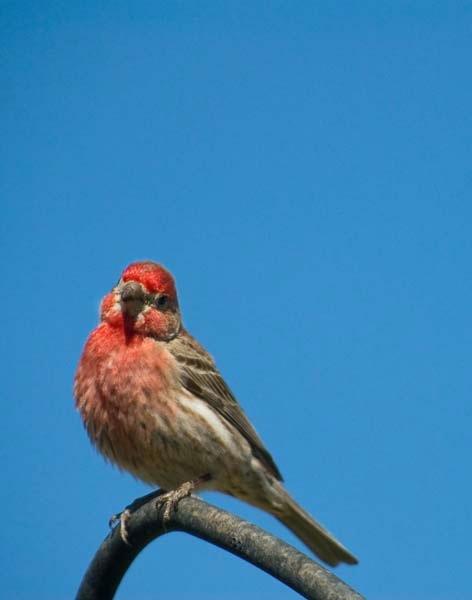 House-Finch.jpg