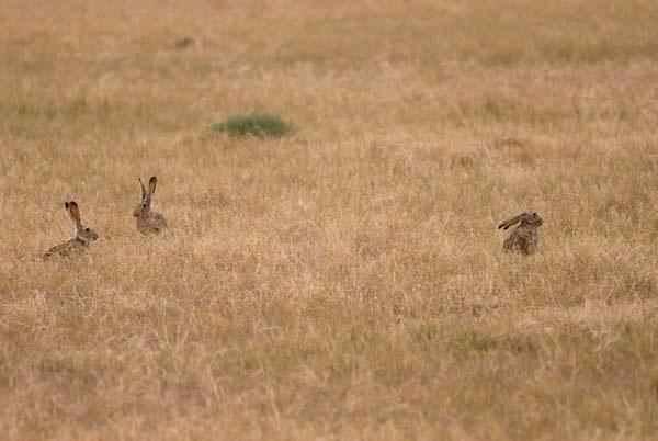 Jackrabbit-Dispute.jpg