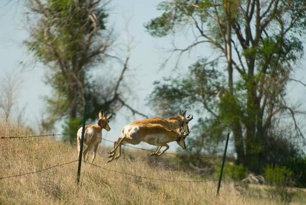 Jumping-Antelope.jpg