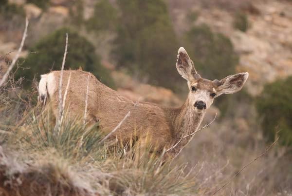 Looked-down-upon-by-a-Deer.jpg