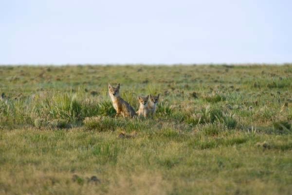 Mom-and-cubs.jpg