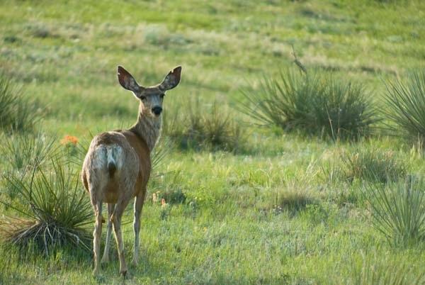 Mule-Deer-in-Chapparel.jpg