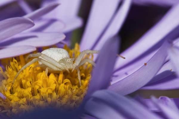 White-Spider.jpg