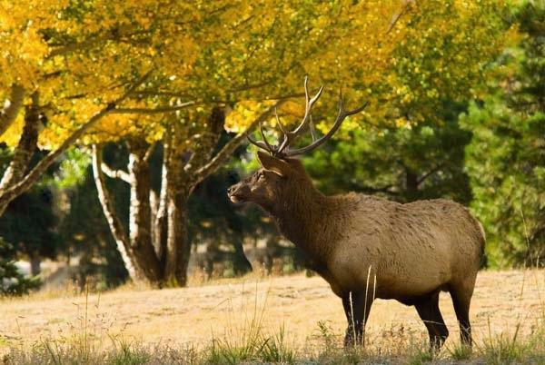 Young-Bull-Elk.jpg