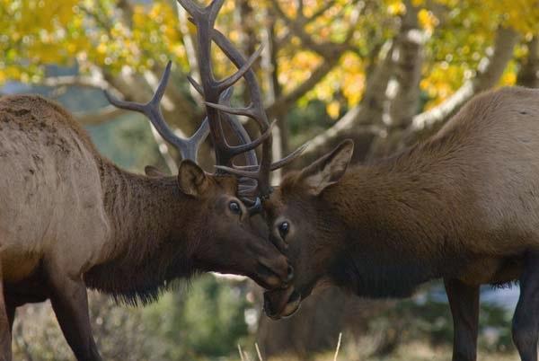 Young-Male-Elk-Play-Fighting.jpg