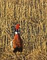 Ring-necked-Pheasant