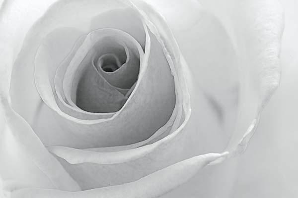 A-Rose-is-a-Rose-BW.jpg