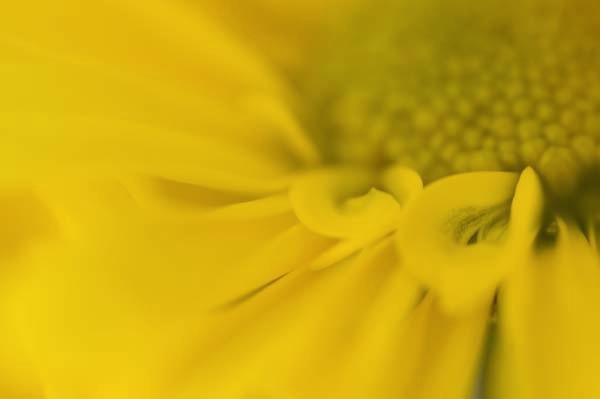 And-They-Call-it-Mellow-Yellow.jpg