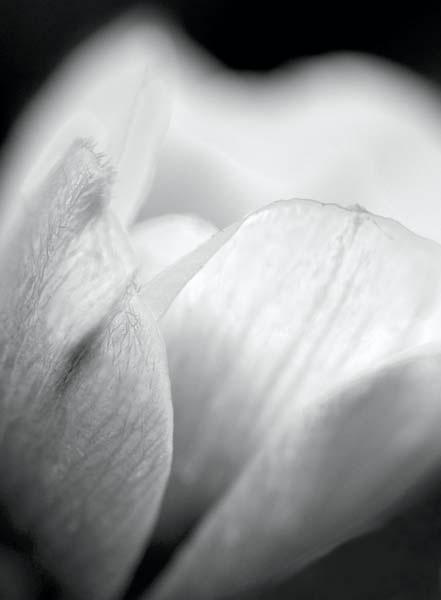 Black-and-White-Anemome-.jpg