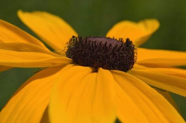 Blackeyed-Susan.jpg