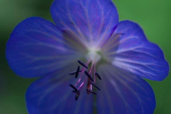 Blue-Geranium.jpg