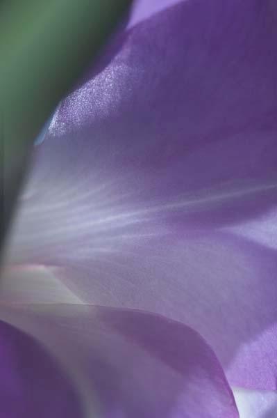 Blue-Gladiola.jpg