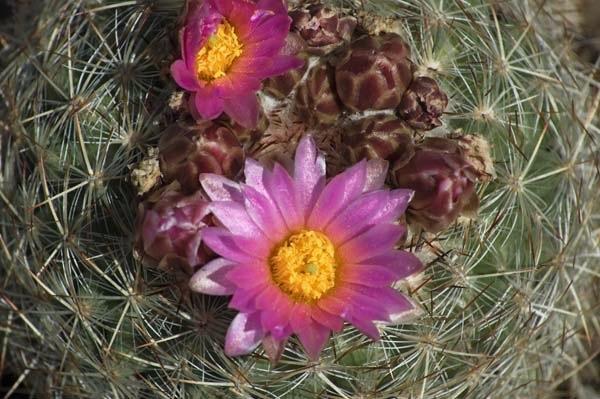 Cactus-Flower-at-Castlewood.jpg