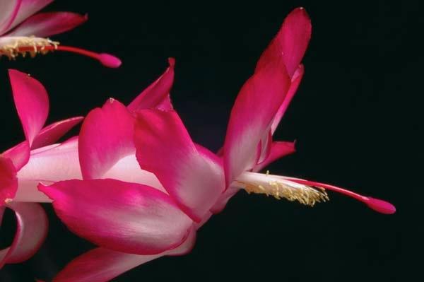 Christmas-Cactus-Angel.jpg