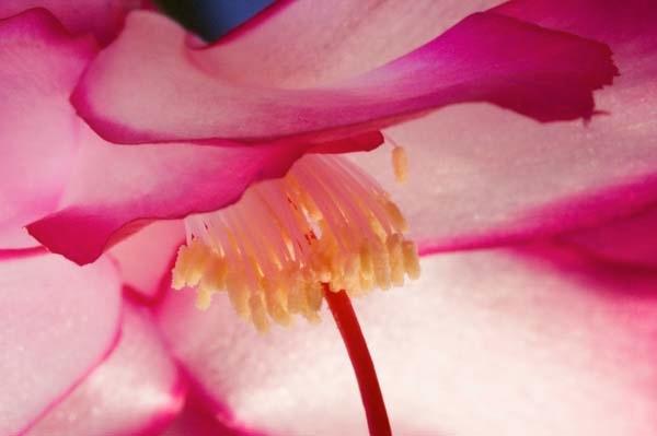 Christmas-Cactus.jpg