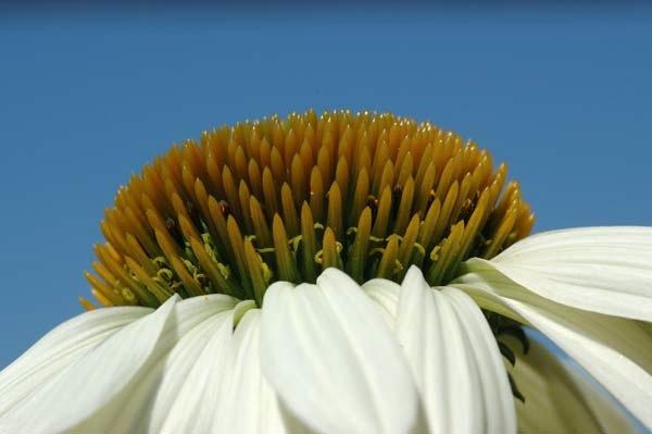 Coneflower-on-Blue.jpg