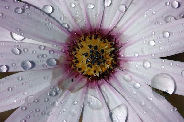 Daisy-Droplets.jpg